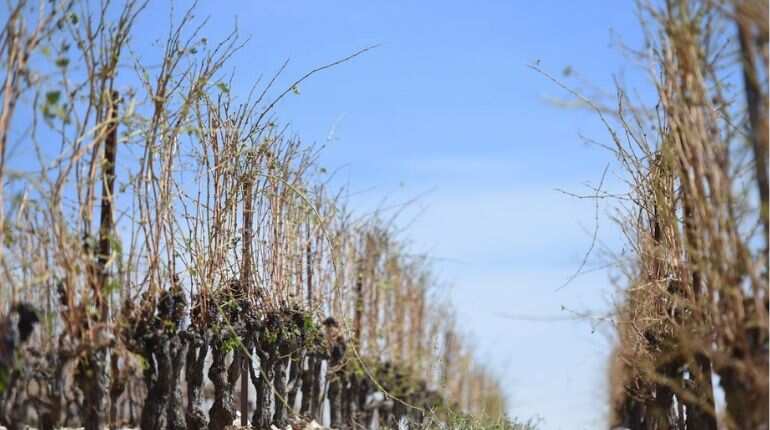 Heavy toll for French farms and vineyards after brutal hailstorm