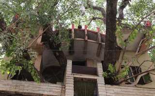 Madhya Pradesh: Jabalpur family builds house around giant tree, lives in novel tree house