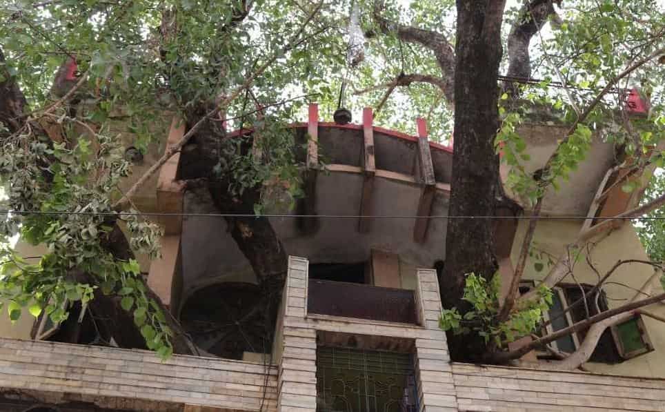 Madhya Pradesh: Jabalpur family builds house around giant tree, lives in novel tree house