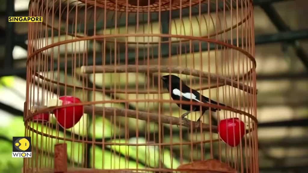 'Like a human singer': Inside the world of birdsong competition in Singapore
