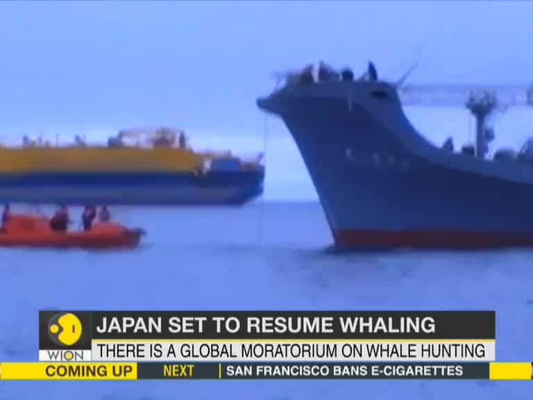 Japan to hunt whales again from July