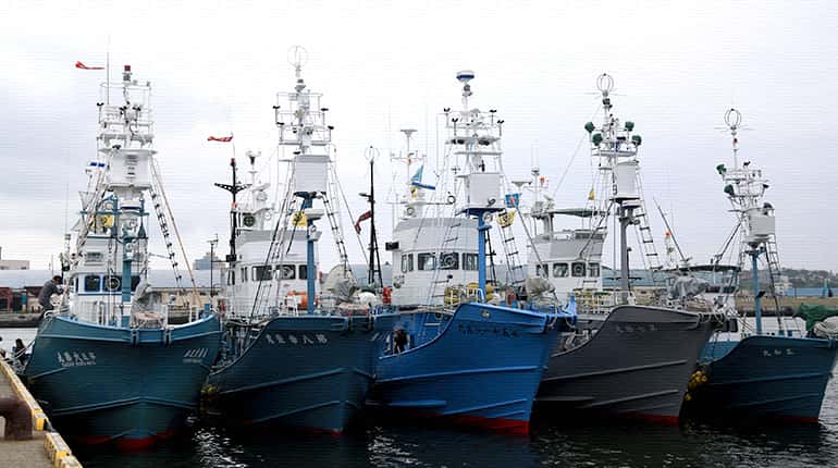 After decades, Japan resumes commercial whaling amid protests