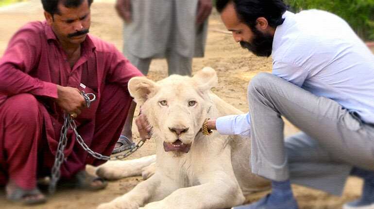 Pakistani elite’s love for big cats makes animal trade a roaring business