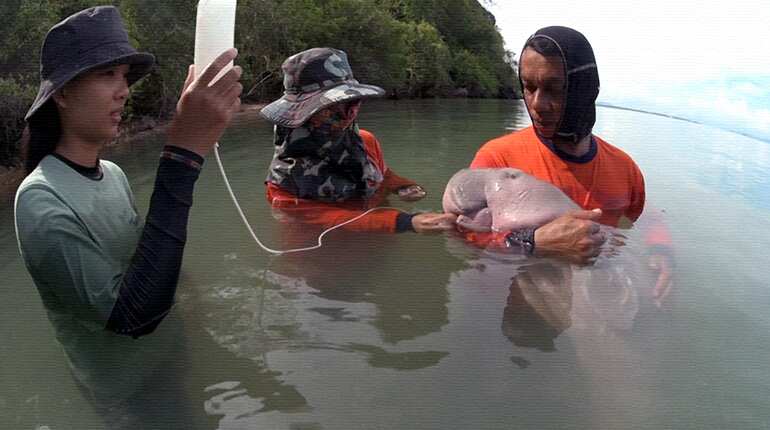 Thailand goes gaga for baby dugong Mariam