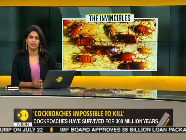 Gravitas: Survival of the fittest: Cockroaches