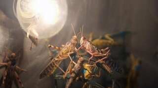 Locusts crisis: India sends 20,000 litres of pesticide to Iran