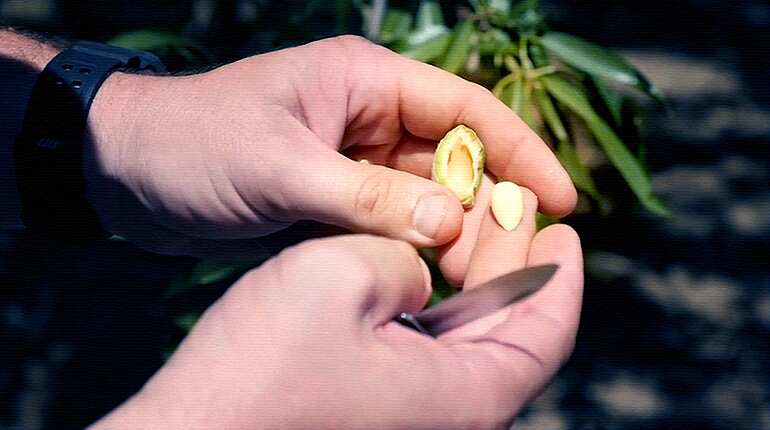 Impact of India almond tariffs a 'big question mark' for California farmers