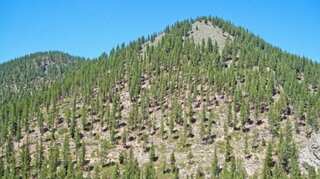 France-sized forest regrown over 20 years: Study
