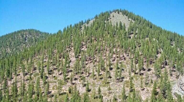 Experts find land as big as US for reforestation to reverse climate change effects