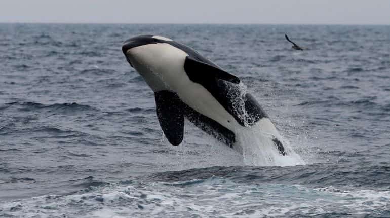 Man fined for rescuing whale from sea nets in Australia Man fined for rescuing whale from sea nets in Australia