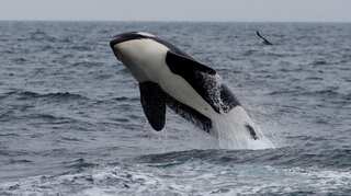 Man fined for rescuing whale from sea nets in Australia