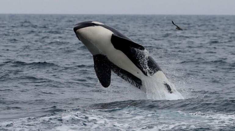 In Japan, the business of watching whales overshadows resumption of hunt