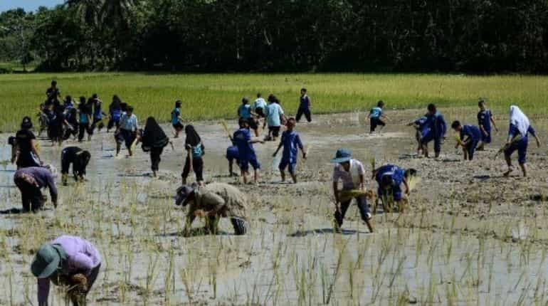 Thailand rice exports hit by strong baht, unlikely to meet 2019 goal Thailand rice exports hit by strong baht, unlikely to meet 2019 goal