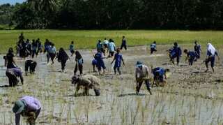 Thailand rice exports hit by strong baht, unlikely to meet 2019 goal