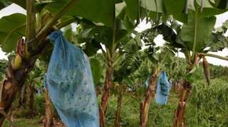 Mentally-ill patients earn Rs 1 lakh through banana cultivation in Nagpur