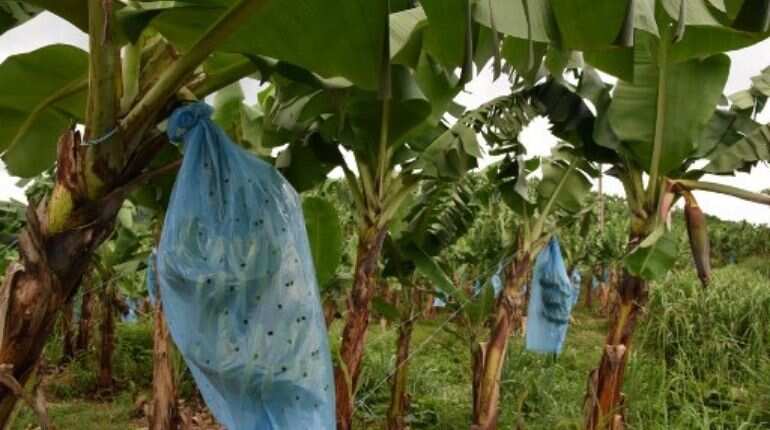 Mentally-ill patients earn Rs 1 lakh through banana cultivation in Nagpur