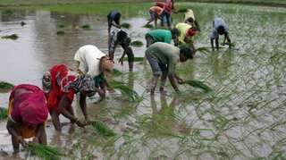Strong currency props up Indian rice rates, wider demand subdued