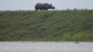 Assam floods: 70% of Kaziranga National Park submerged, animals taken to highlands