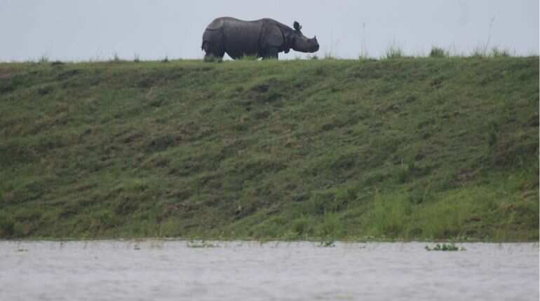 Assam floods: 70% of Kaziranga National Park submerged, animals taken to highlands