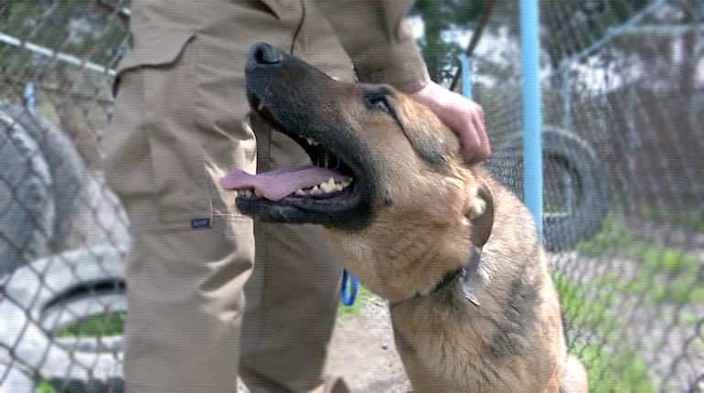 Man's best friend: The dogs who sniff out explosives in Kabul