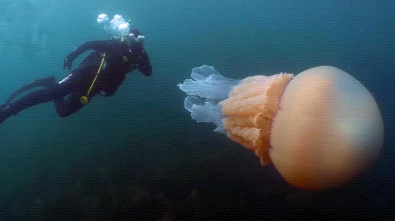 Giant jellyfish size of human found by divers off English coast