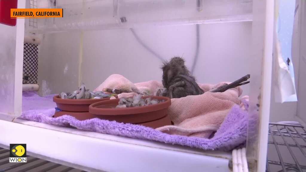 Nearly 100 baby birds rescued from fallen CA tree