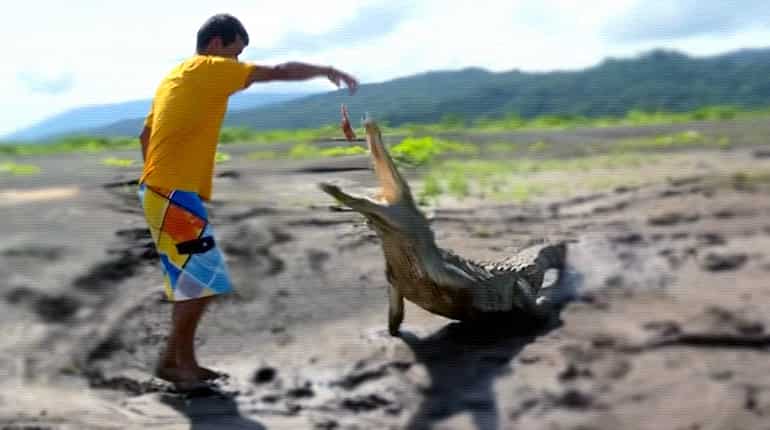Costa Rican man faces down hungry crocodiles to make ends meet