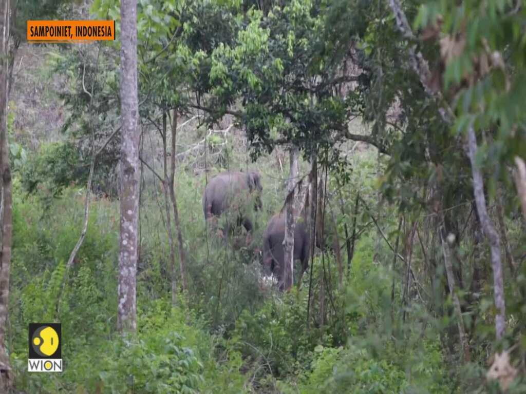 Tame elephants mediate between humans, wild elephants in Indonesia's Aceh