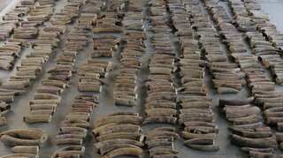 Singapore seizes ivory from nearly 300 elephants in record haul