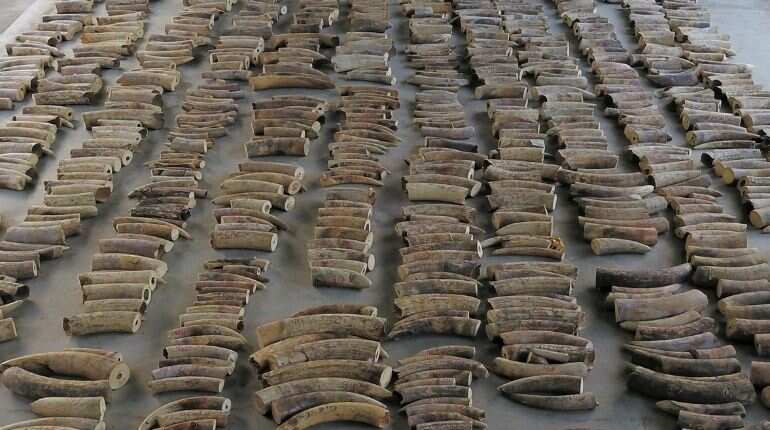 Singapore seizes ivory from nearly 300 elephants in record haul
