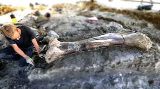 Giant dinosaur bone found in southwestern France