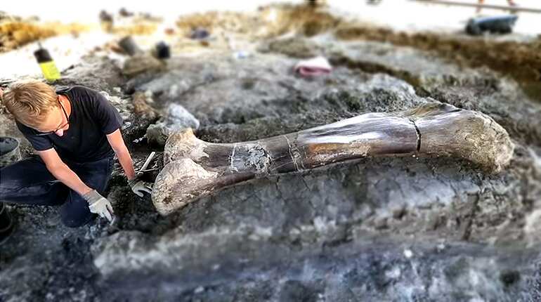 Giant dinosaur bone found in southwestern France
