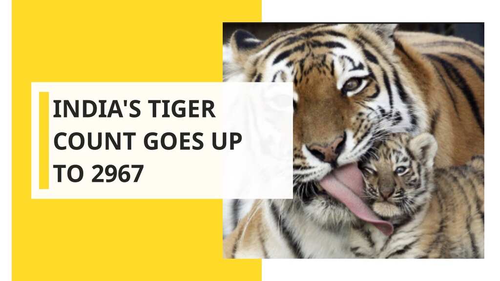 International Tiger Day 2019: PM Modi Releases Report, India counts 2967 Tigers