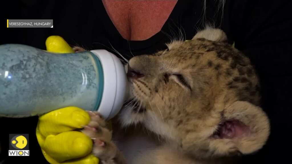 Rescued lions taken to bear farm in Hungary