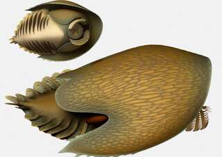 Fossils of primordial predator unearthed in Canada