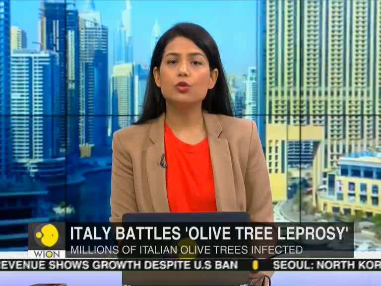 Italy battles 'olive tree leprosy'
