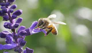Bee populations are declining drastically: Find out how this phenomenon can wreak havoc globally