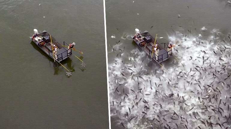 Stunned carp leap from Kentucky lake in electrofishing demonstration