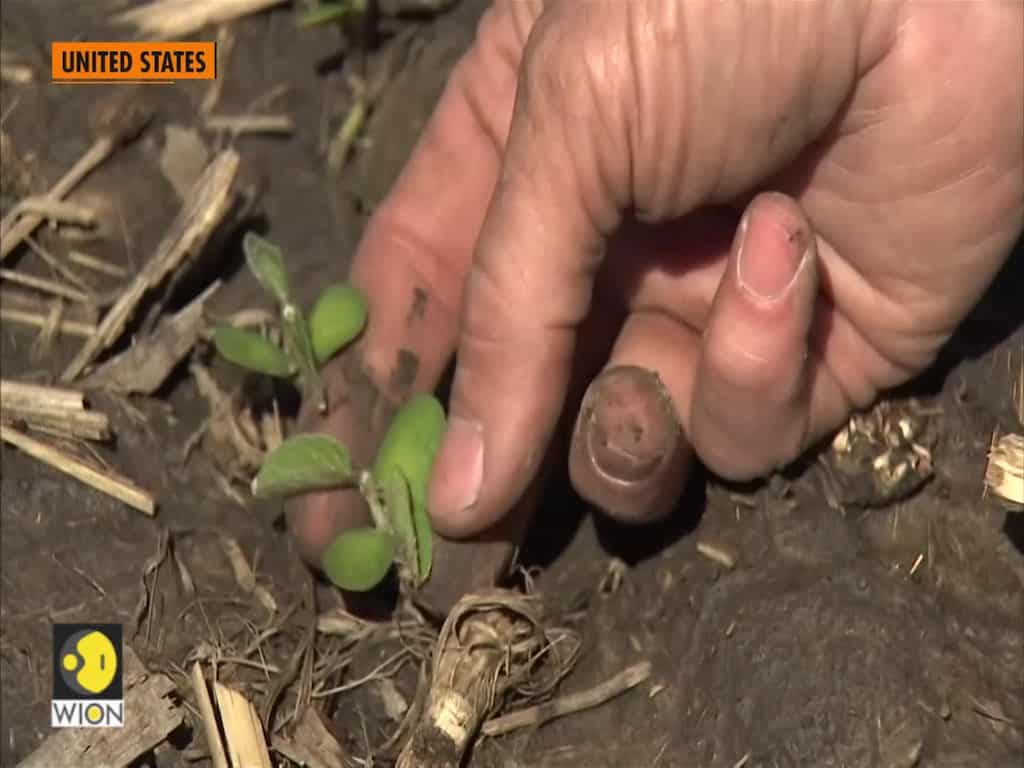 US farmers suffer 'body blow' as China slams door on farm purchases