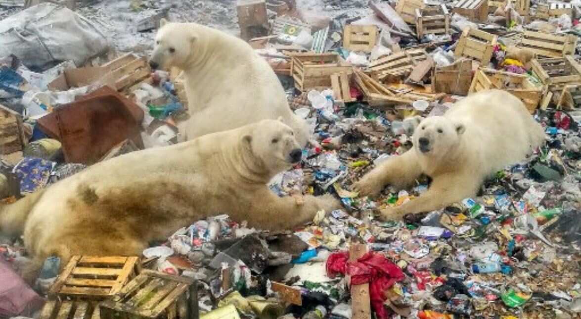 Humans killing the planet