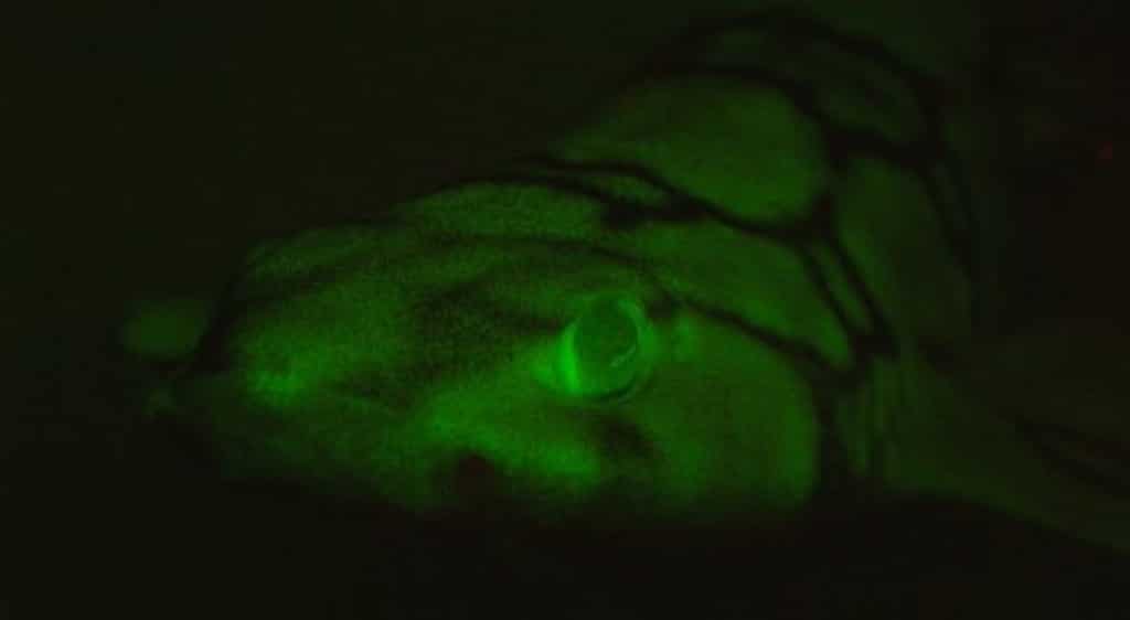 Land, animal species were wiped out due to volcanic eruption over 250 million years ago