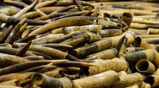 Singapore to ban sale of elephant ivory from 2021