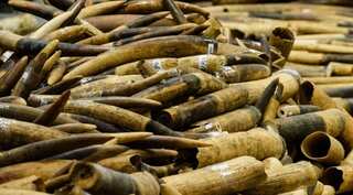 Singapore to ban sale of elephant ivory from 2021