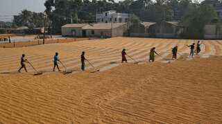 India's April-June rice exports dive 28.2%