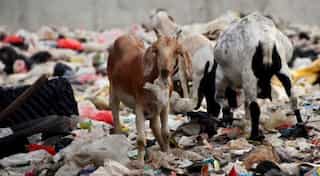 Indonesia ships back tonnes of Australian waste