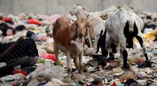 Indonesia ships back tonnes of Australian waste