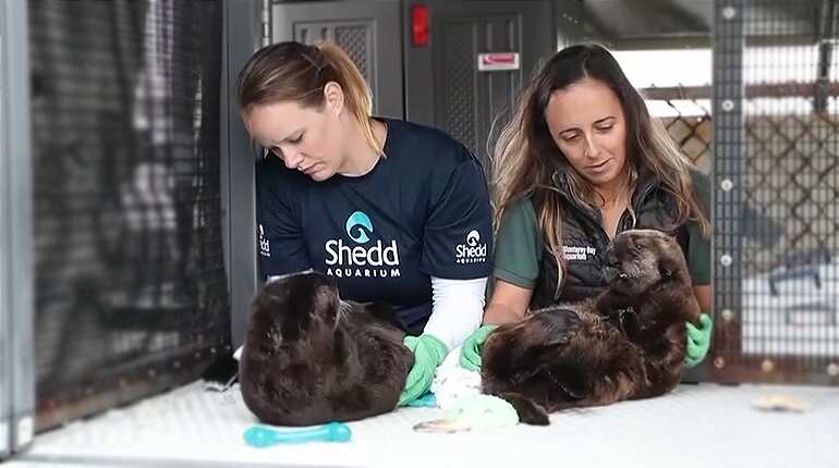 Rescued otter pups debut at Chicago aquarium