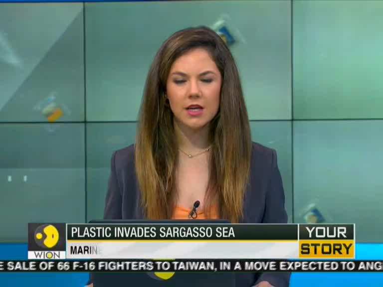 Your Story: Sargasso sea turtles & marine life in danger