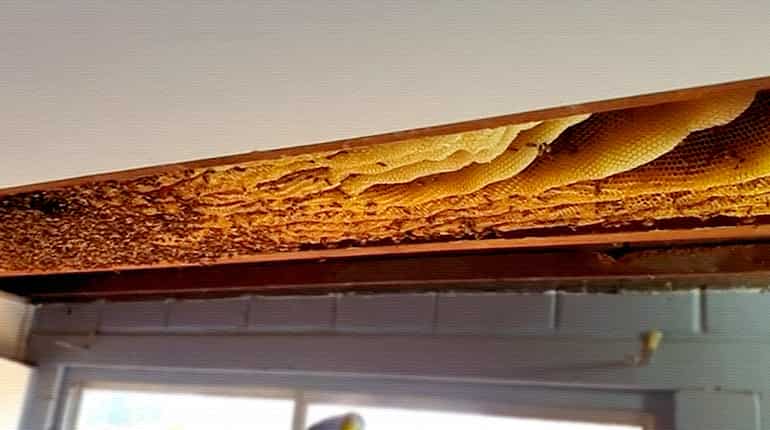 Australian bee whisperer extracts 50kg trove of honey hidden in ceiling
