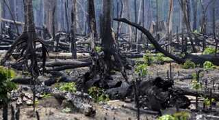 Dehradun based ICFRE set to improve status of forests through research interventions